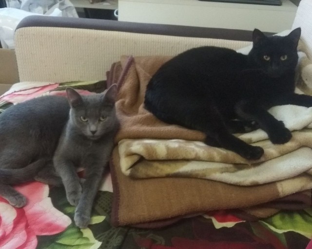 Котопёс