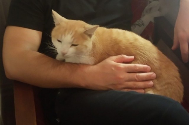 Котовторник 20.10.20