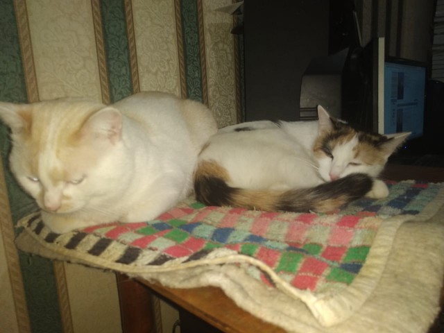 Котовторнику быть!