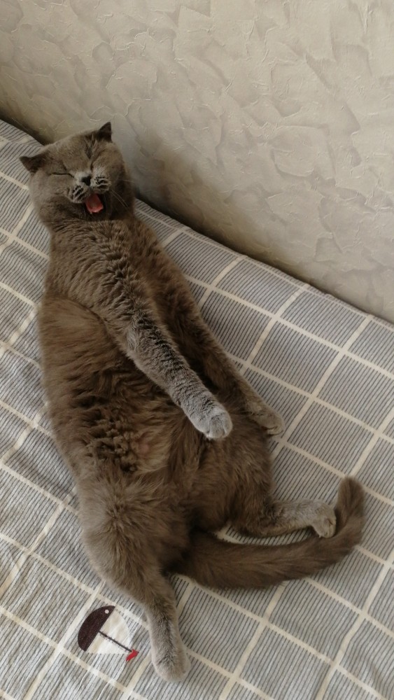 Хоба! Котовторник!