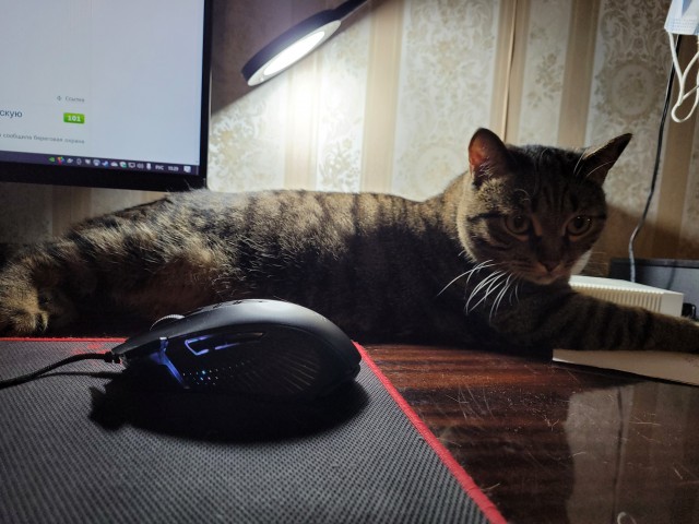 Котовторник. Февраль
