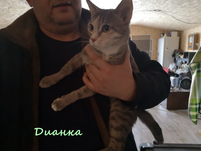 Жизнь домашнего приюта "Котоленд" 324