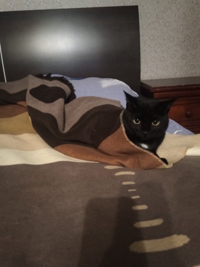 Кошка в тепле