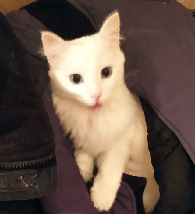 Котовторник вроде.