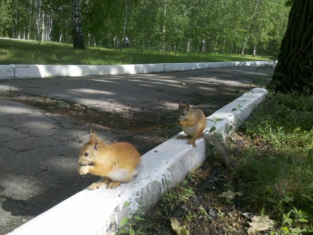 Это у Вас кошкины вторники и собачкины четверги, а ко мне белочка пришла