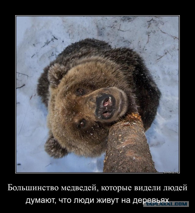 Жительница Курагинского района попыталась отогнать медведя, который вышел к людям, с помощью... разговора