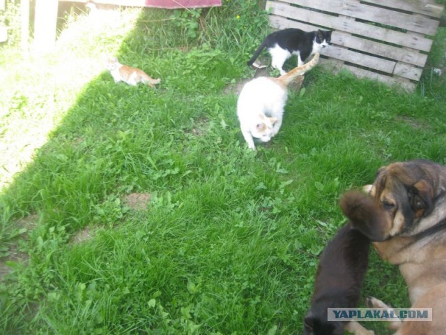 Жизнь домашнего приюта для котеек 406