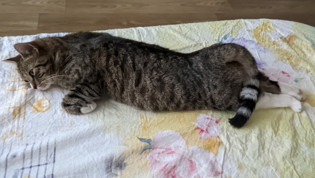 А как вы спите с котиком?
