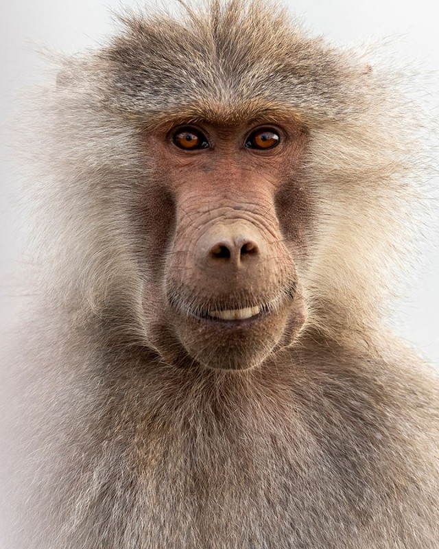Финалисты ежегодной премии Comedy Wildlife Photography Awards