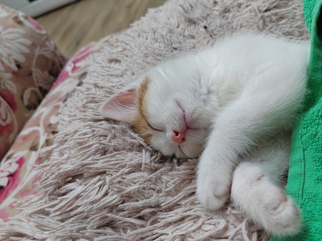 Котовторник. Котенок Кисель