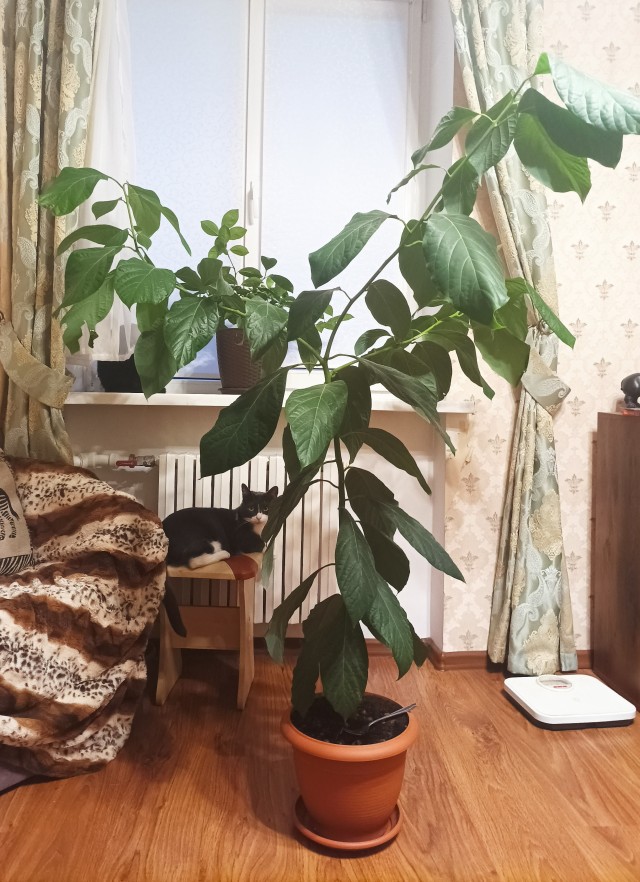 Знакомьтесь, Авакадий