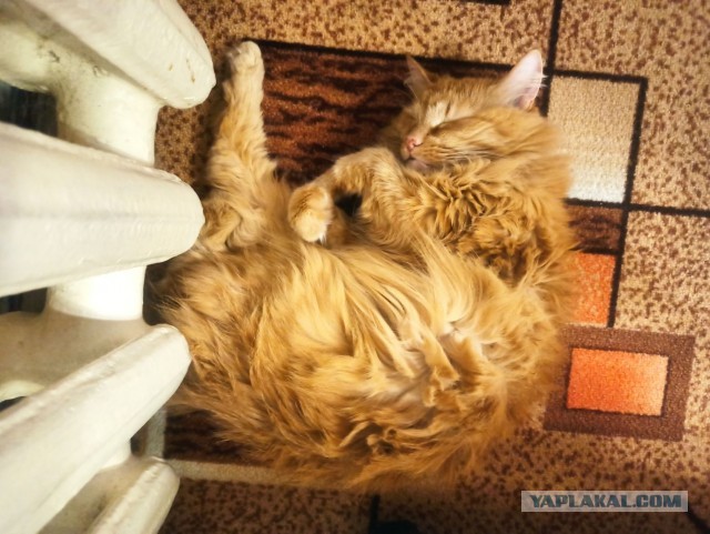 Позы для сна у кошек - что они означают?