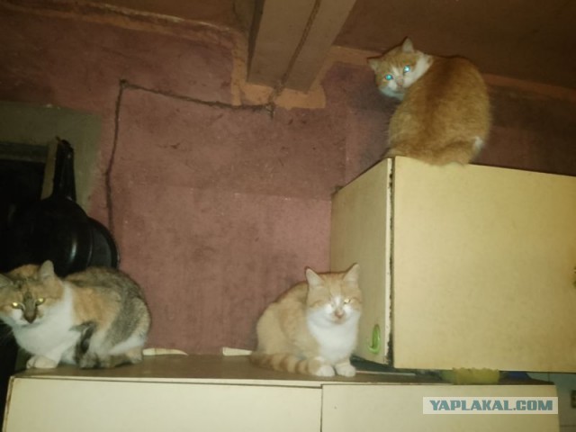 Жизнь домашнего приюта для котеек 470