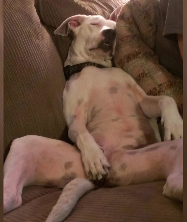 Собаки которые уснули в прикольных позах