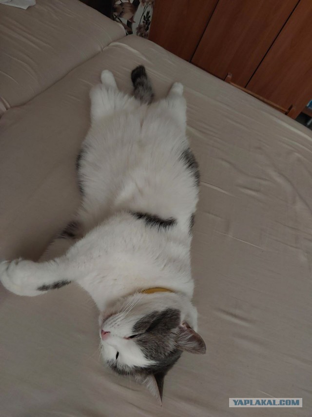 Как зовут вашего кота?
