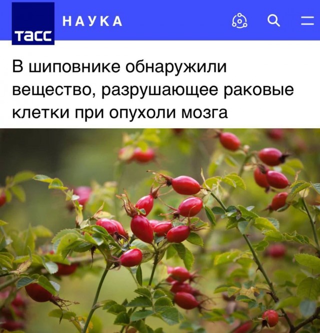 Шиповник против рака