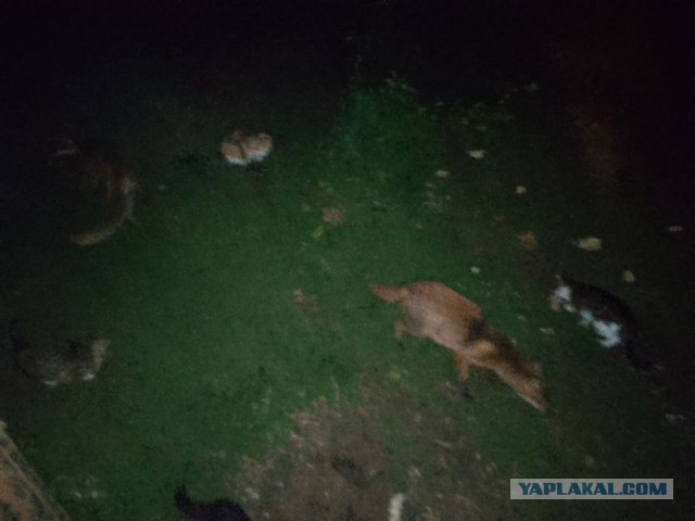 Жизнь домашнего приюта для котеек 544