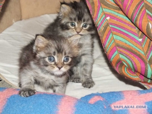 Котовторник 25.06.2013