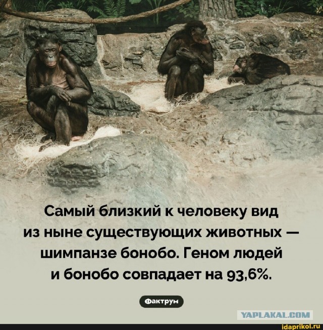 Картинки для деградации 11 (разной степени свежести)