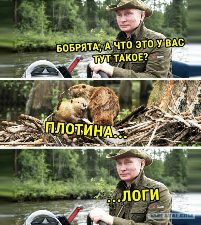 Прямая линия с президентом