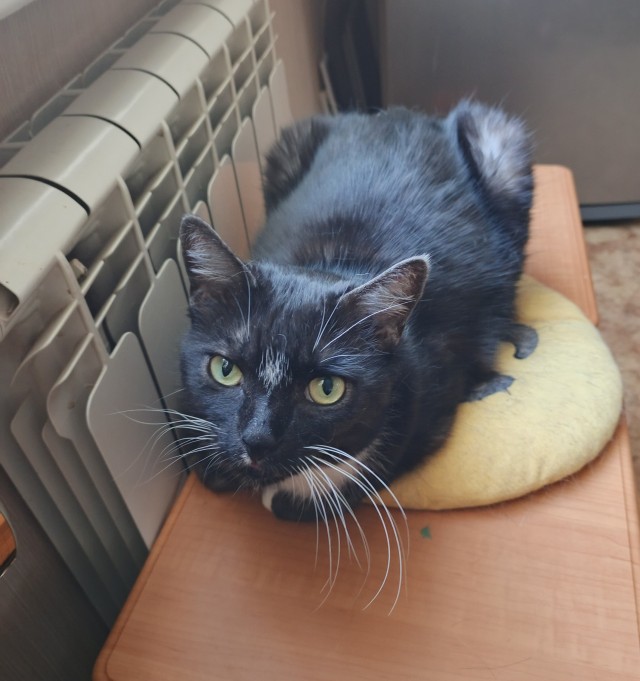 Котик...