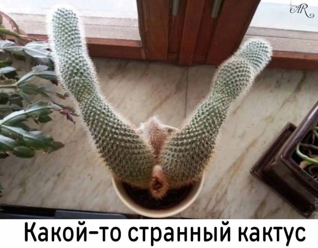Забавные и не очень скромные картинки - 24
