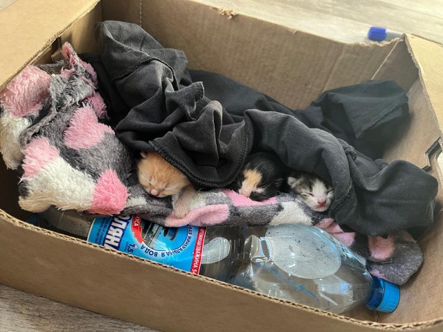 Спасение котят, не забугорное