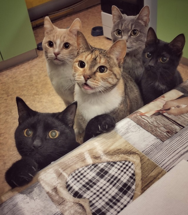 А котовторник уже пришёл?