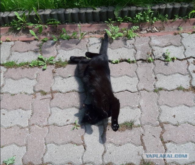 Черненький
