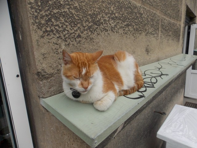 Уличные котики