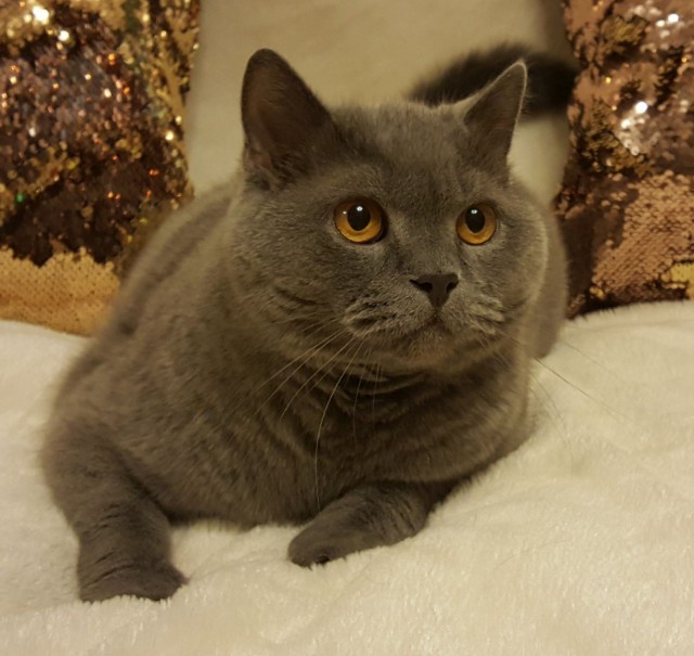 Котовторник, молодость