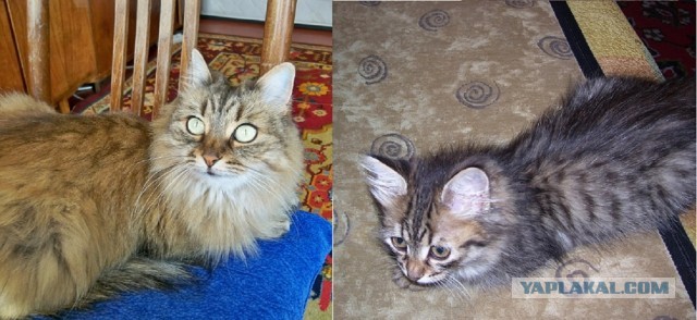 Коты и время