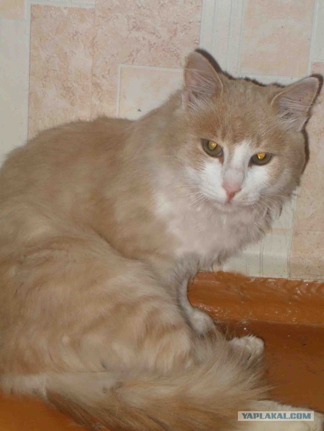 Котовторник 8.10.2013