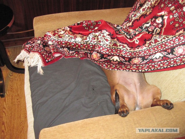 Собакочетверг на 02.01.2014