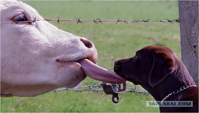Подборка забавных и курьезных фотографий