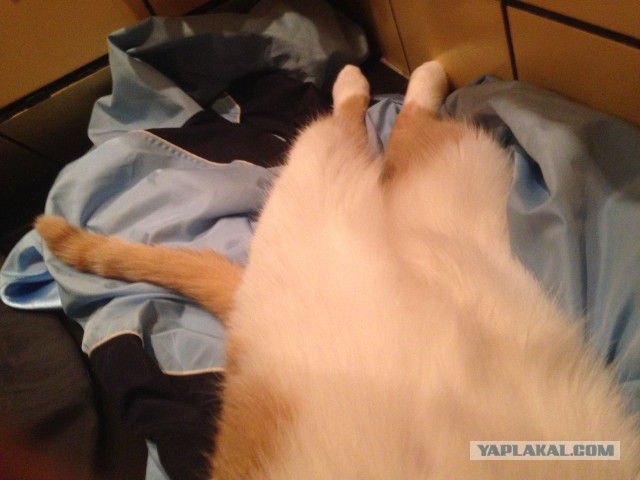 Котовторник 22.07.14