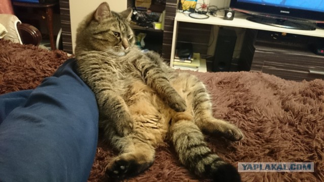 Котовторник 24.03.2015