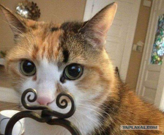 100 самых ценных снимков котов