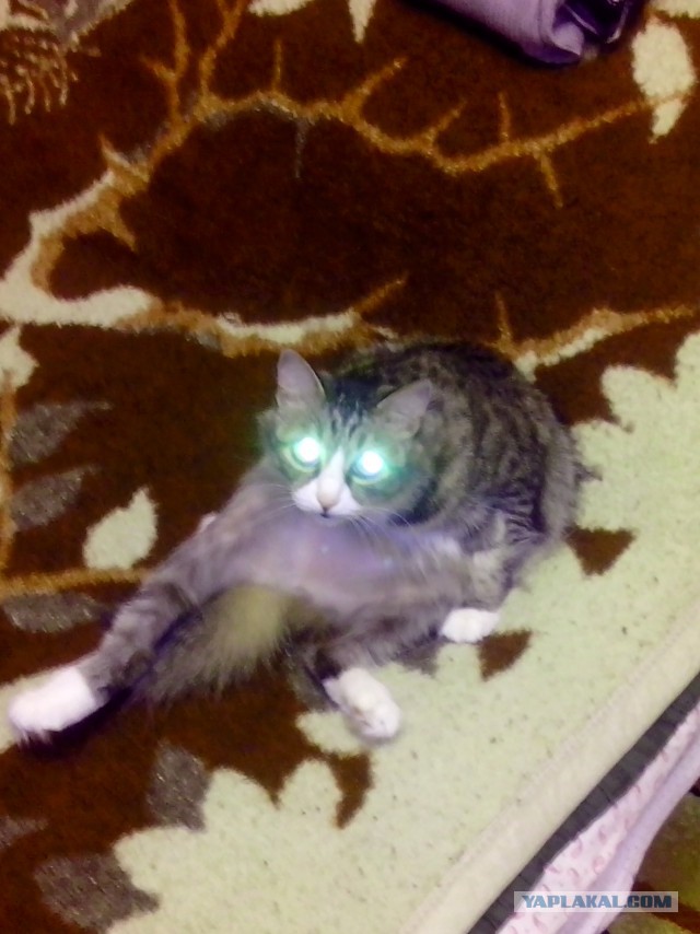 Котовторник 31.03.2015