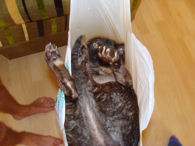 Котовторник 7.07.2015