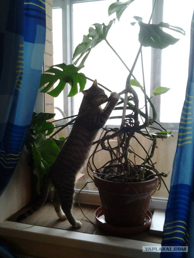 Кот Кузьма