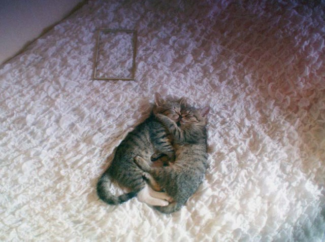 Коты из сети