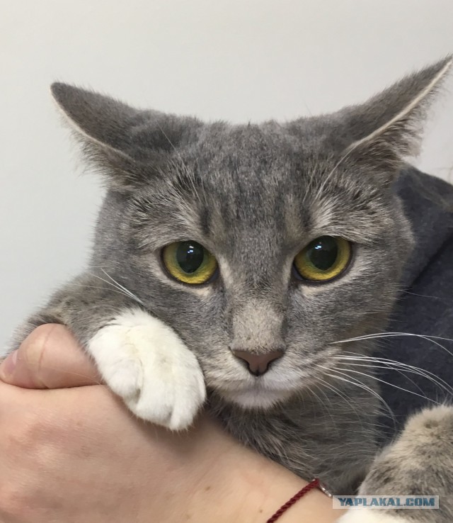 Коты из сети
