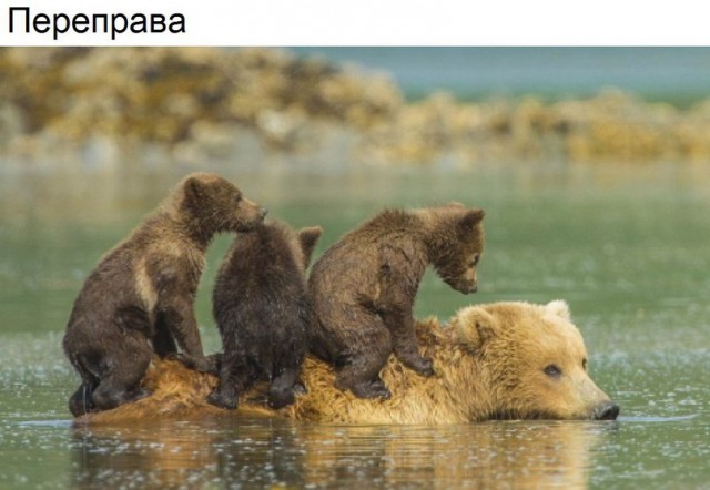 Подборка забавных животных