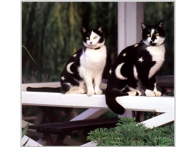 Коты и Кошки