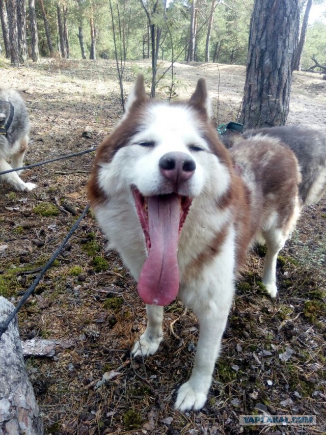 Собакочетверг, мой песа