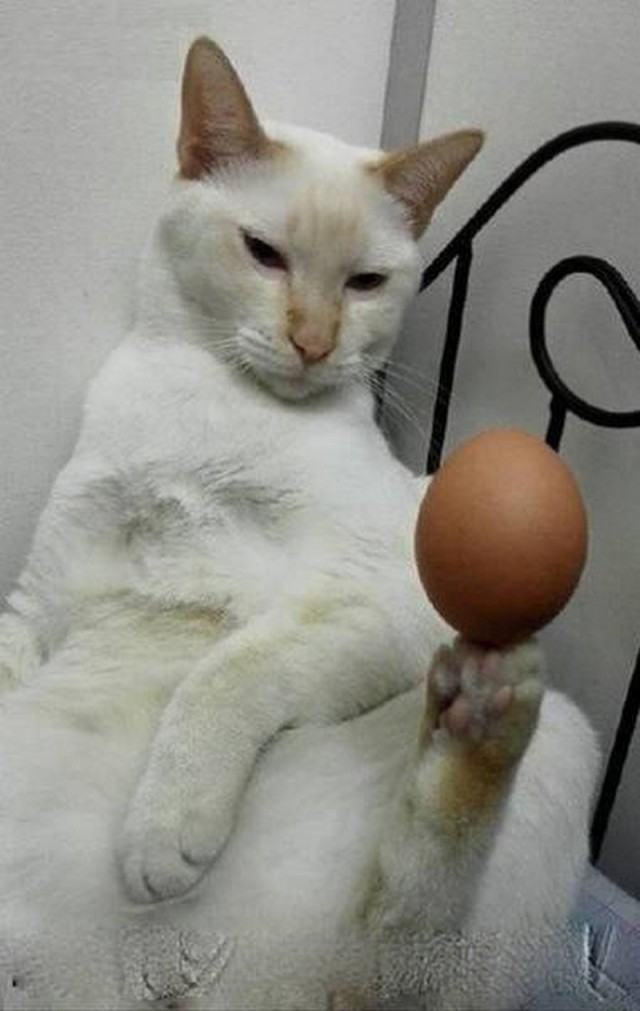 Коты и Кошки