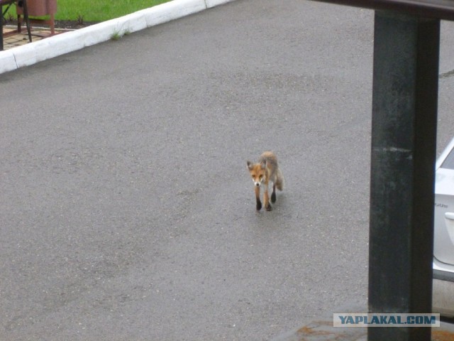 Лично мне не нужен берег турецкий