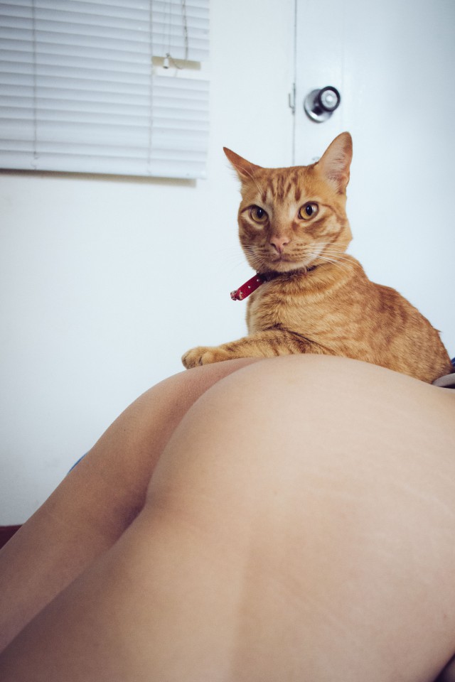 Прикольных котов пост