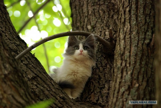 Котовторник  на  ЯПлакалъ